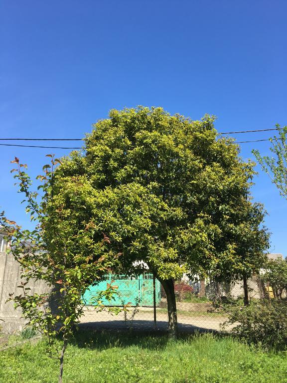 Homestay In Batumi Дом В Чакви Εξωτερικό φωτογραφία